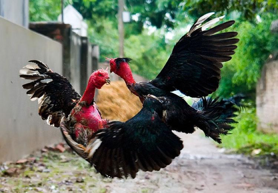 Cách nuôi gà con chi tiết nhất, Cách nuôi gà chọi con mới nở