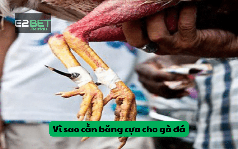 Những lý do nên học cách băng cựa gà đá chuẩn