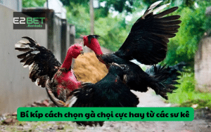 Bí kíp cách chọn gà chọi cực hay từ các sư kê