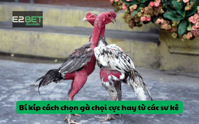 Một số cách chọn gà cơ bản