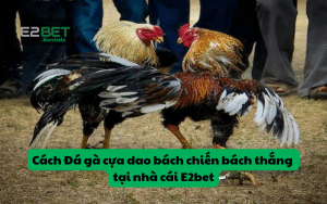 Cách Đá gà cựa dao bách chiến bách thắng tại nhà cái E2bet