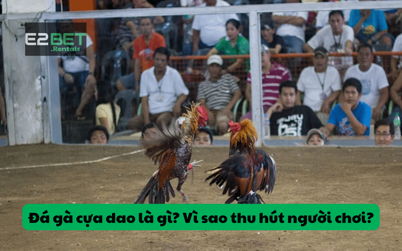 Đá gà cựa dao là gì? Vì sao thu hút người chơi?