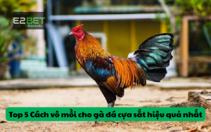 Top 5 Cách vô mồi cho gà đá cựa sắt hiệu quả nhất