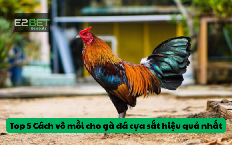 Top 5 Cách vô mồi cho gà đá cựa sắt hiệu quả nhất