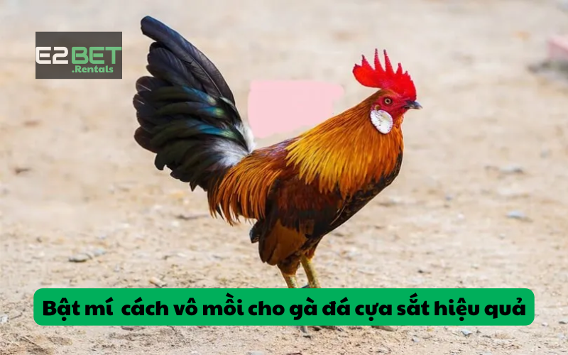 Cách vô mồi cho gà đá cựa sắt bằng các loại thuốc